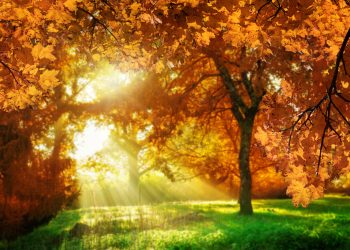 ZODII noroc restul lunii OCTOMBRIE