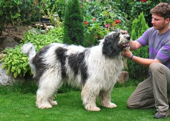 Ce rase de câini sunt potrivite pentru apartament