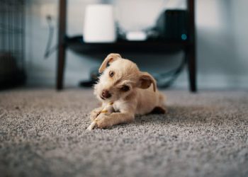 Cum alegi covorul sau mocheta potrivită