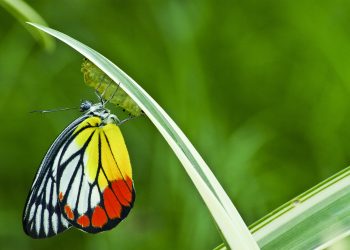 ZODII transformări martie