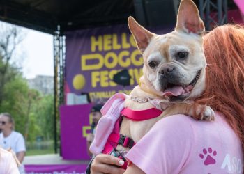 Hello Doggie Festival 2026 - 1
