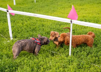 Ce activități vei găsi la Hello Doggie Festival