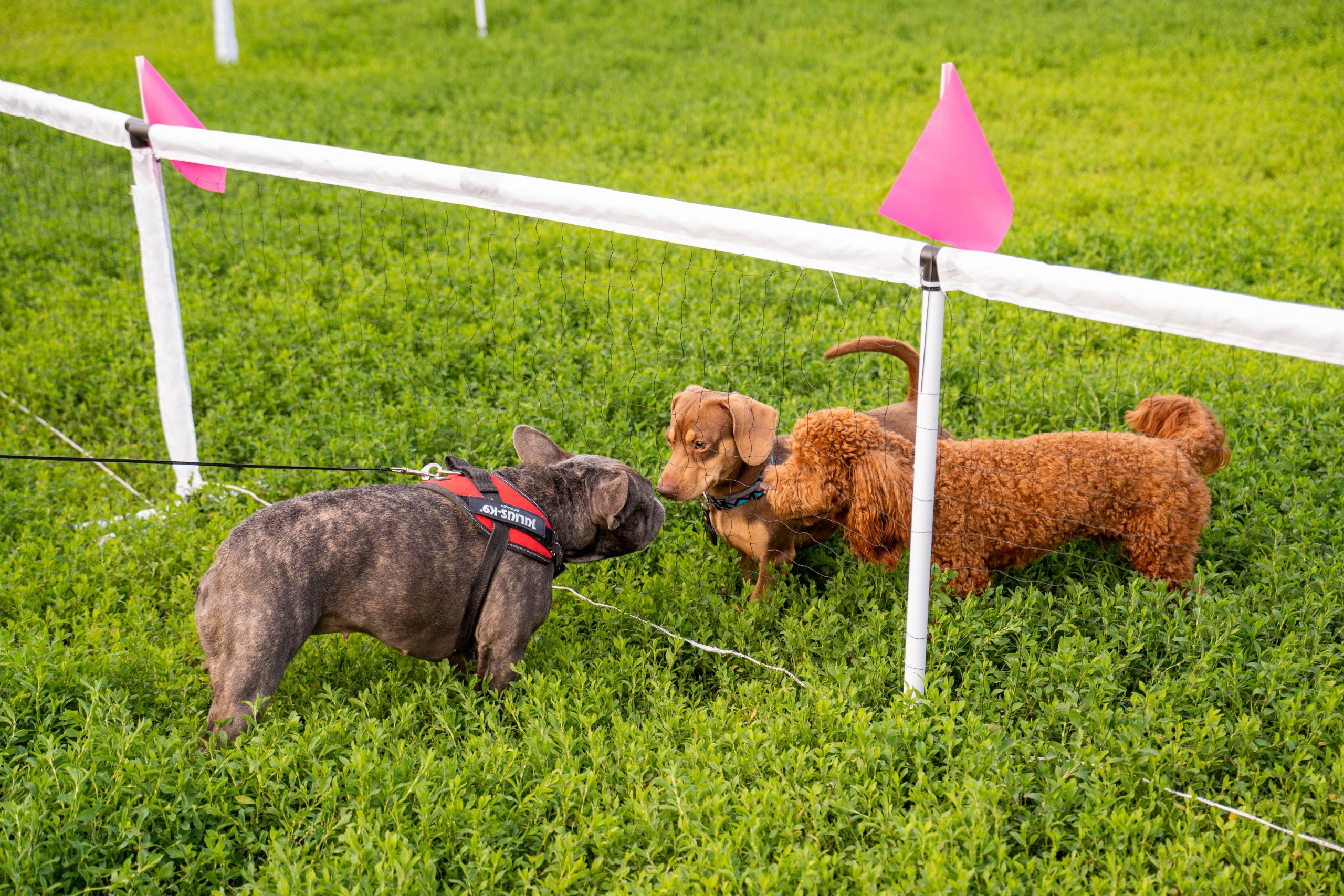 Ce activități vei găsi la Hello Doggie Festival