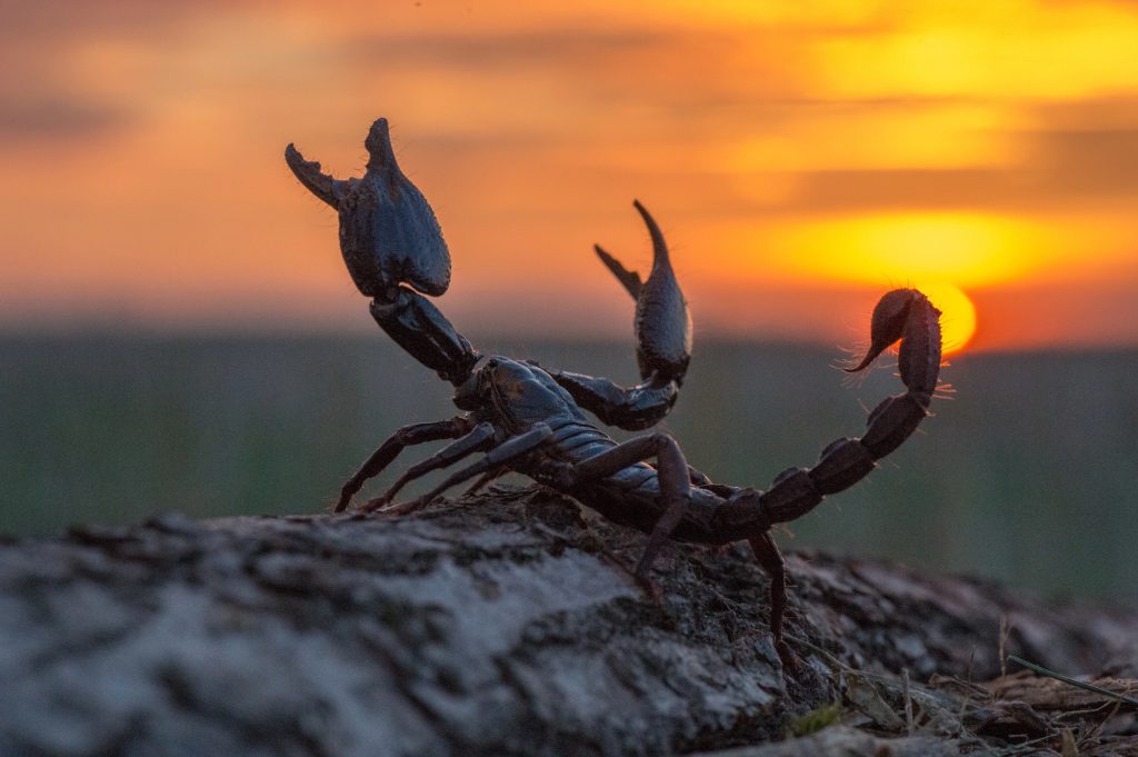 MARTE în SCORPION din 22 septembrie 2025