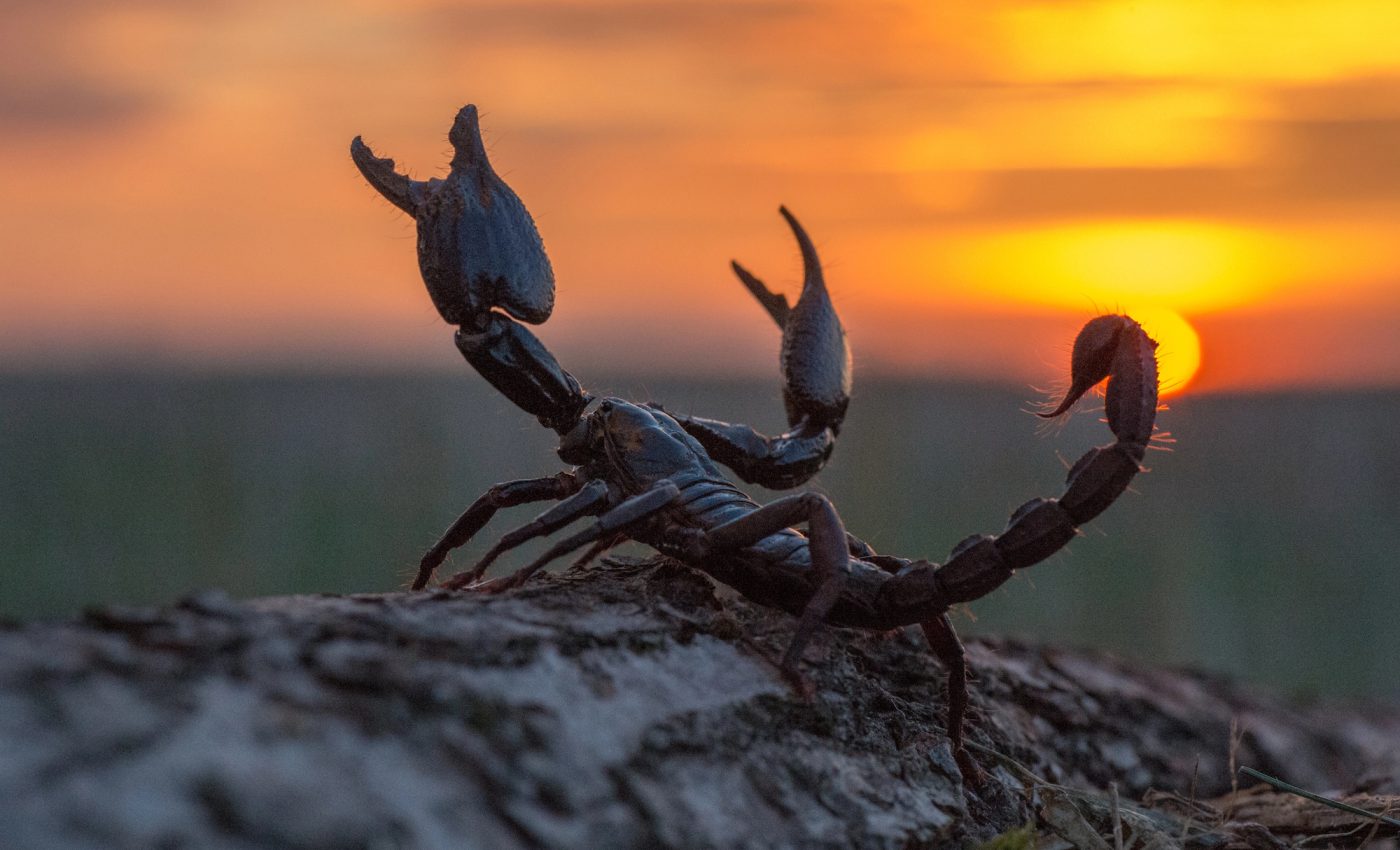 MARTE în SCORPION din 22 septembrie 2025