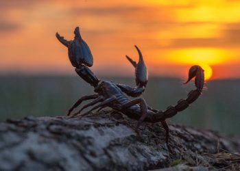 MARTE în SCORPION din 22 septembrie 2025