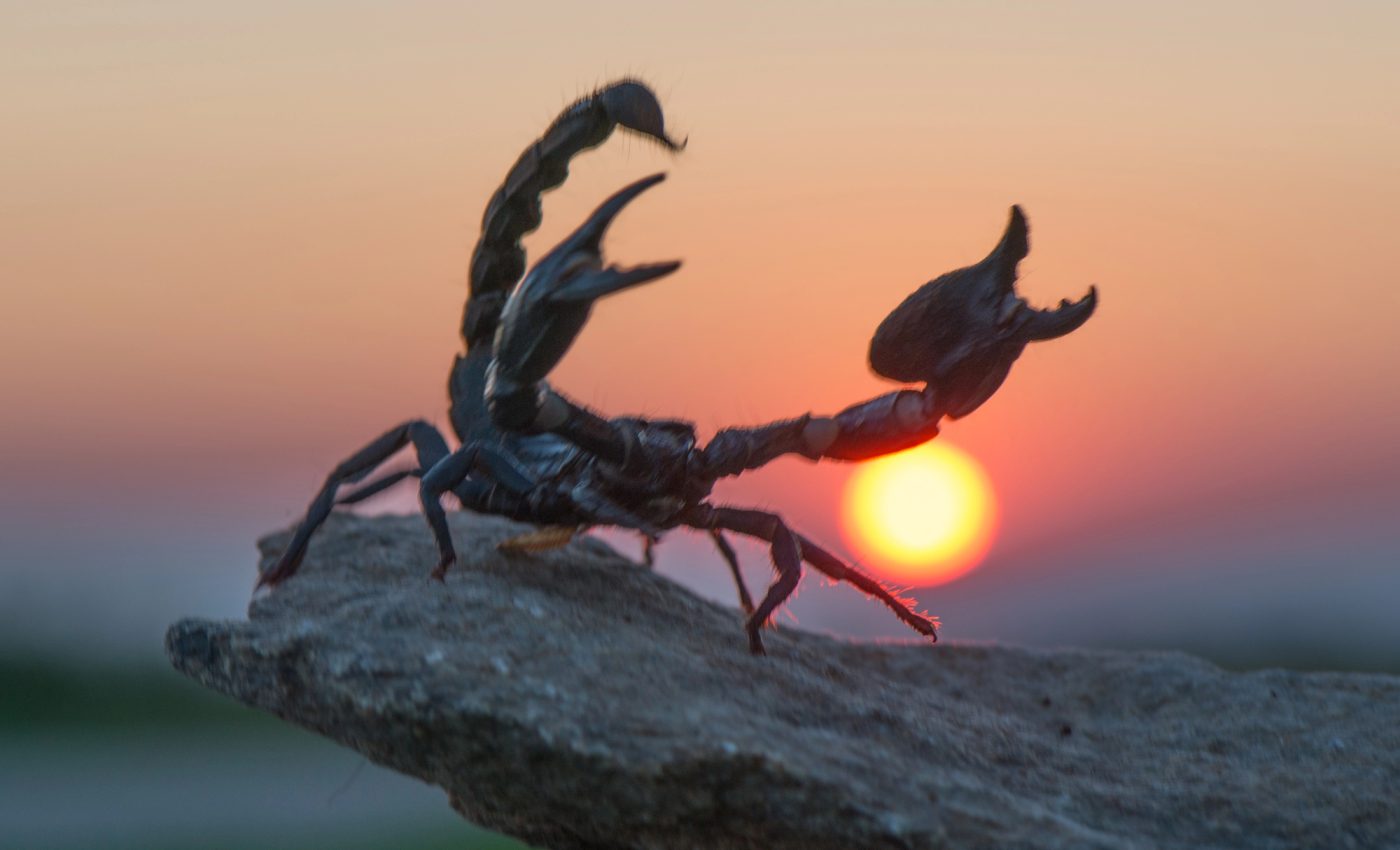 Horoscopul tău pentru sezonul SCORPIONULUI 22 octombrie – 20 noiembrie 2025