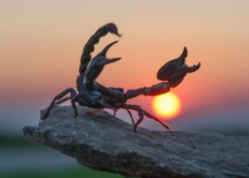 Horoscopul tău pentru sezonul SCORPIONULUI 22 octombrie – 20 noiembrie 2025